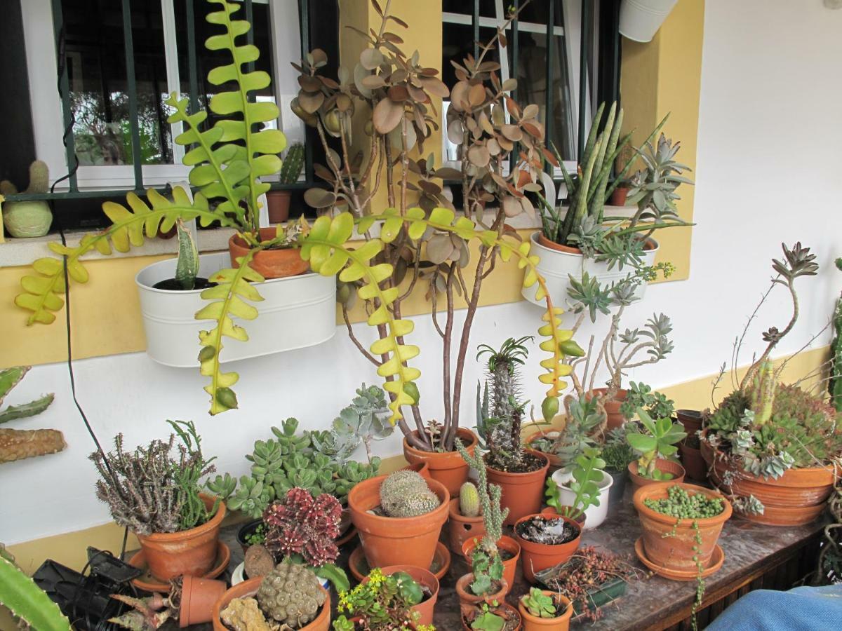 米尔芳提斯城 Casa Dos Cactos酒店 外观 照片